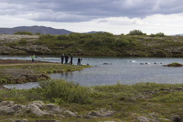 2011-07-08_16-24-28 island.jpg - Schorchler im klaren Wasser des Pingvellir